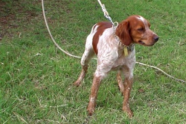 Vetessa's sire - Tahdeste des Pigenettes