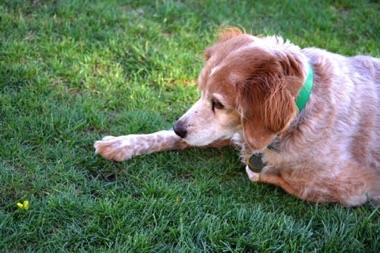 Tess watching a bee ... 
she kills them too!