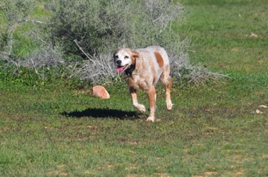 Tess - Age 14 1/2 and still loves training!