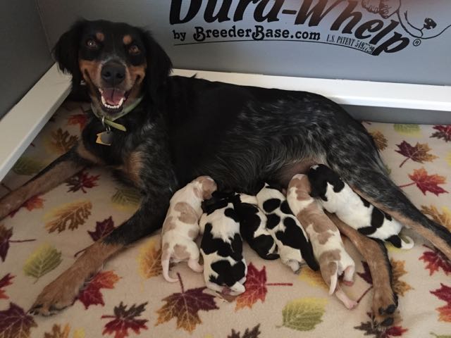 French Brittany Puppies