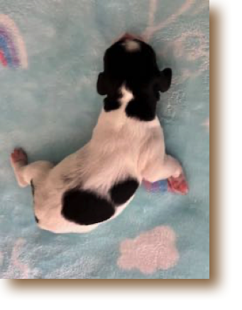 Puppy 3 - B/W Female
Weight: 10 1/2 oz