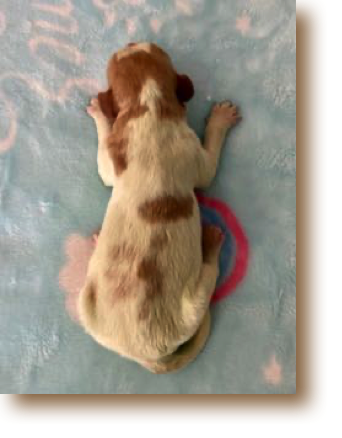 Puppy 4 - O/W Female
Weight: 10 3/4 oz